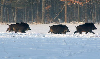 wild boar in the winter | by vlod007