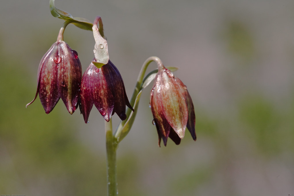 Chocolate Lily (Fritillaria biflora) is a species of plant nativ
