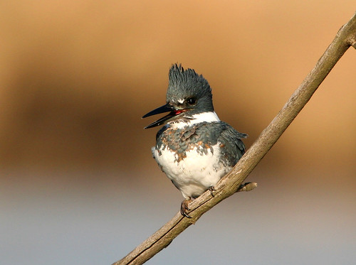 Belted Kingfisher (and nest) by Hard-Rain