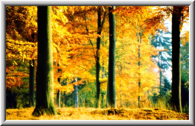 Beautiful Autumn Forest
