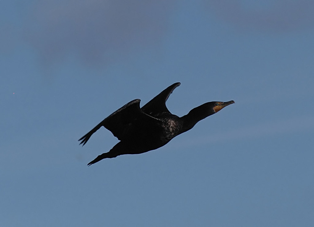 P1075763-cormorant