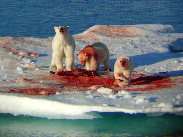 Greenland - Polar Bears