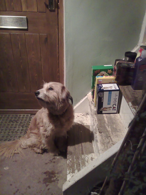 Guarding the dog food.