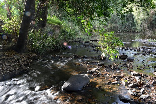 sunlight tree water pool river countryside stones australia nsw streambed tweedriver northernrivers tweedvalley weepinglillypilly streamscape