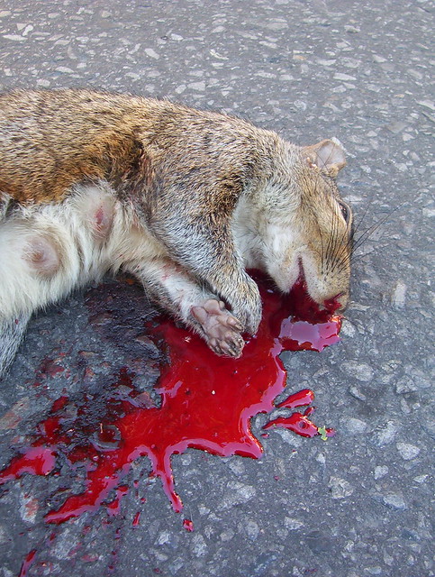 Dead squirrel (roadkill) - Écureuil écrasé - Ardilla atropellada