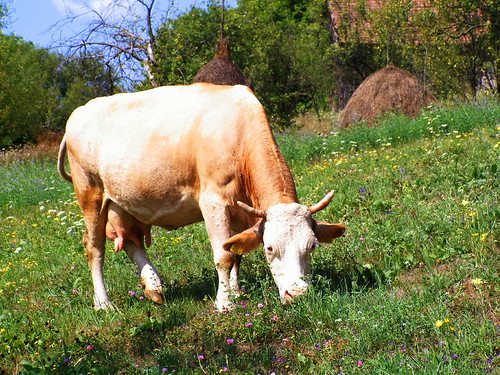 garden geotagged cow peaceful romania ela 2007 salaj anawesomeshot rastoci ianuarie2008 geo:lat=47358755 geo:lon=23528938