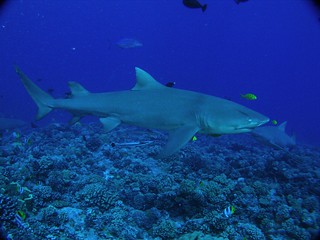 Another lemon shark | by jeffbyrnes