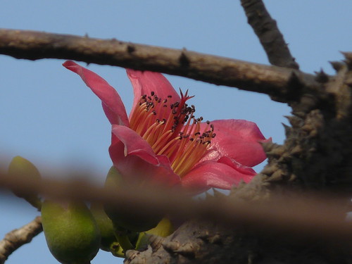 Himolu (in Assamese) | Bombacaceae (baobab family) » Bombax … | Flickr