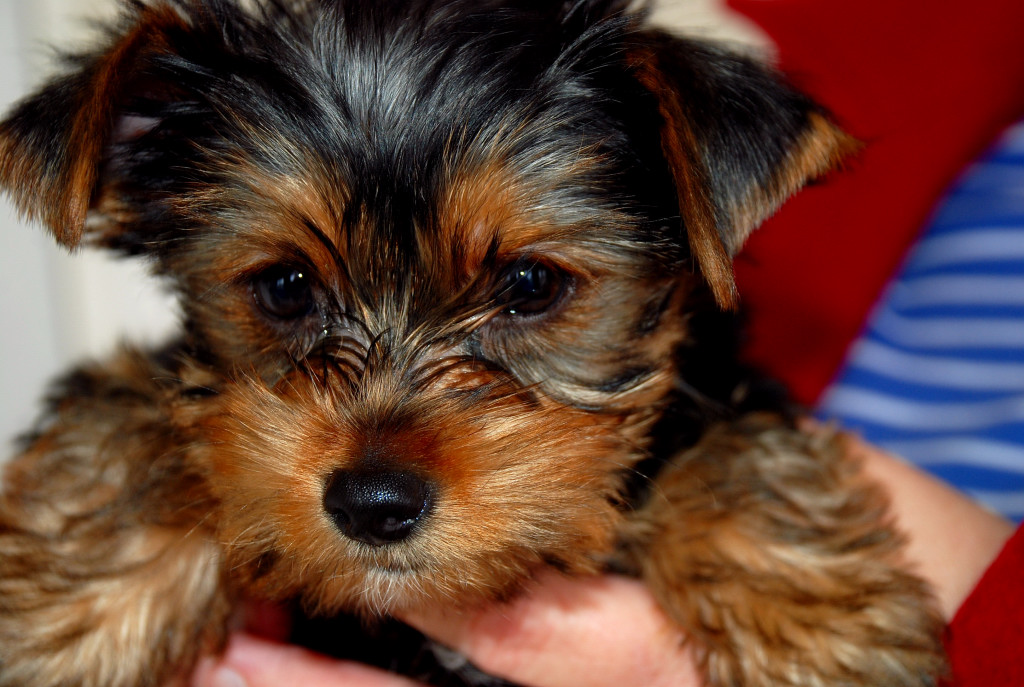 New Yorky | Dax's new puppy,,temporary name is Fireball?? | Lew | Flickr
