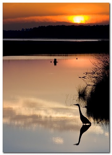 blue cambridge sunset shadow heron silhouette canon md wildlife great sigma maryland drop national blackwater f28 refuge 30d 70200mm nwr