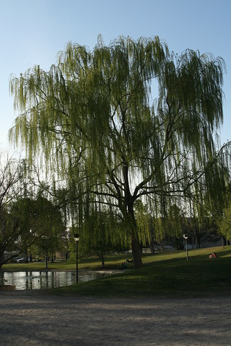 Weeping Willow, UNM Duckpond