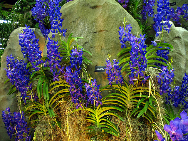 Blue Orchids - Vanda Cliffs