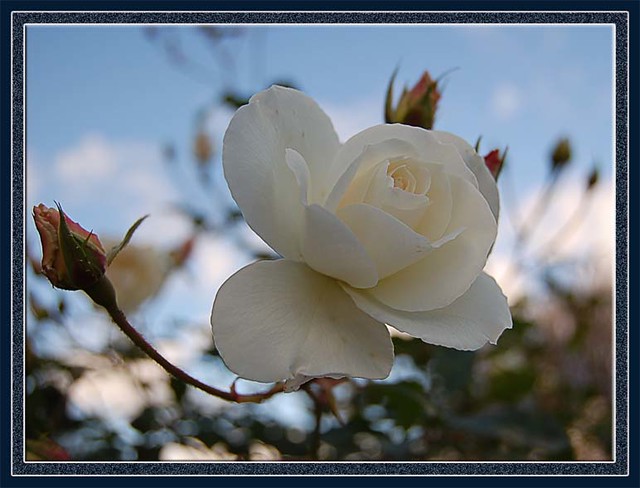 The last white rose !