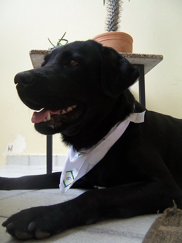 Labrador | by laika_labrador