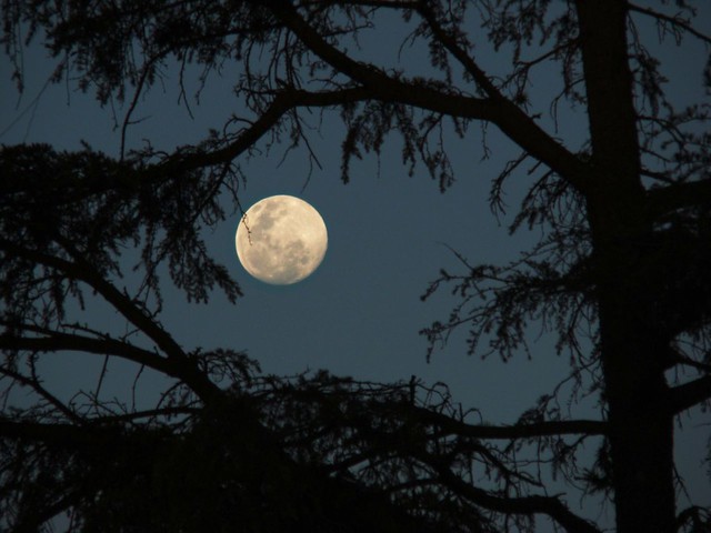 Luna entre los árboles