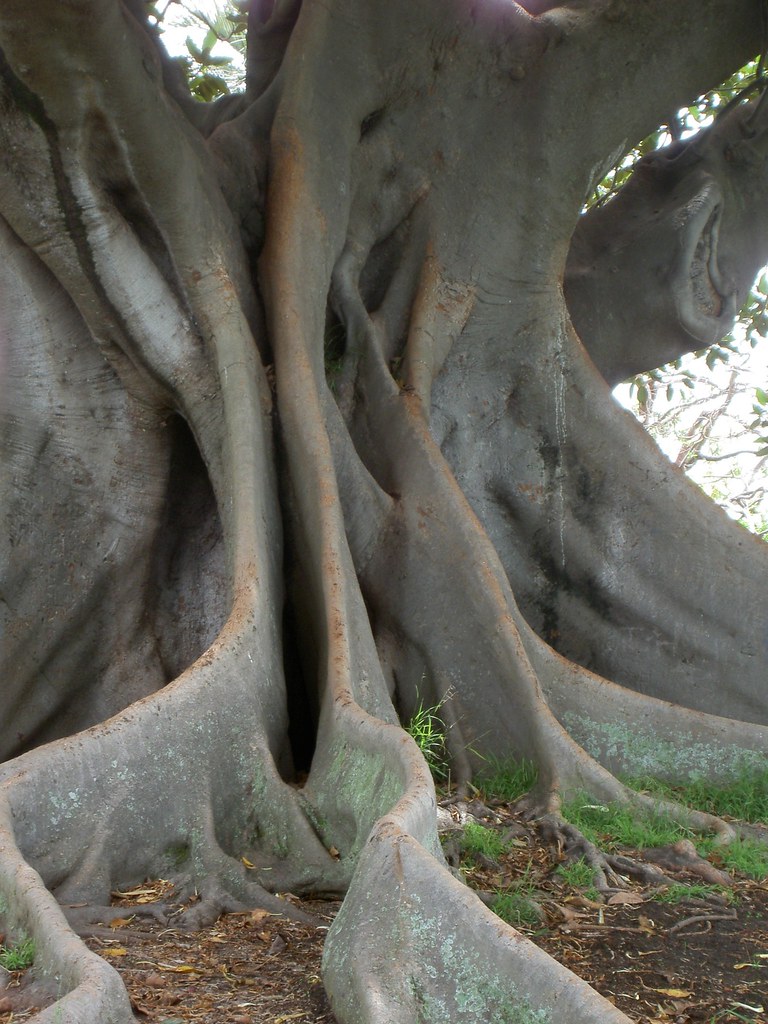 Twisted trunk | The above-ground roots of my fave tree in Sy… | Flickr