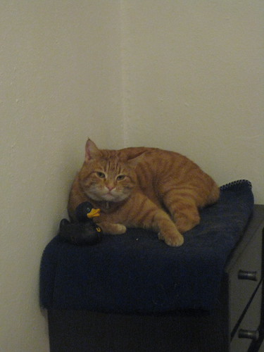 Moos | by sengaia