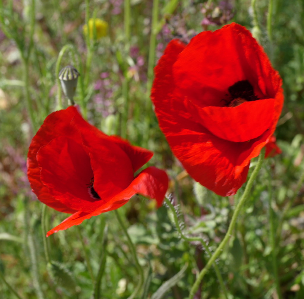 Poppies in the Garrigue