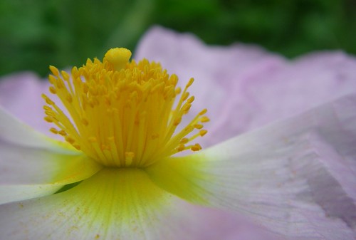 Popping out | by katrin glaesmann