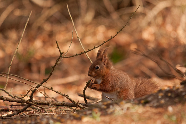 Red Squirrel Tollymore Forest NI