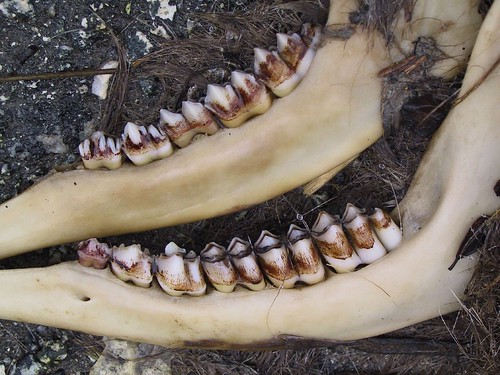 Deer teeth