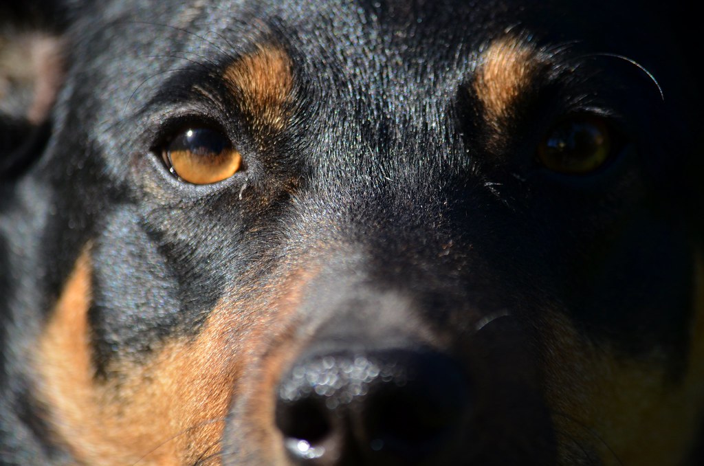 Dog Face Wallpaper | Australian Kelpie Mix | Eric Sonstroem | Flickr