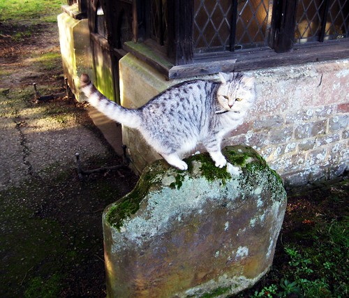 Church Cat This moon-faced cat followed us all around the churchyard of St Peter's in Hever where Ann Boleyn's father is buried. Walk 19, Book 1