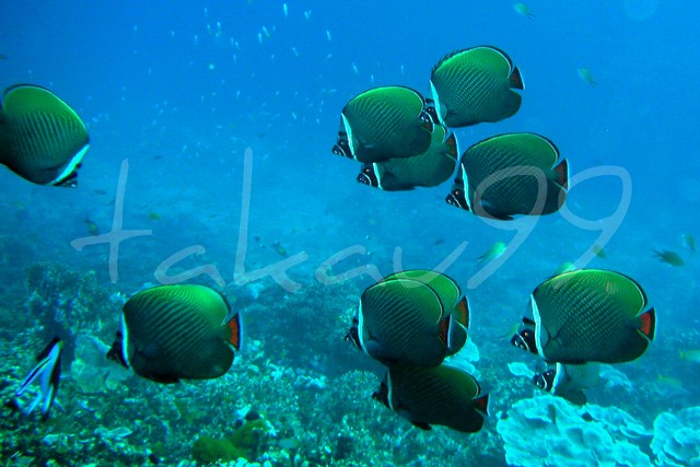 School of Redtail Butterflyfish on Similan Islands, Thailand