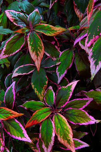 Backyard Copper Leaf | by mcatd40