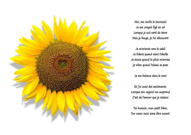Sunflower Poem