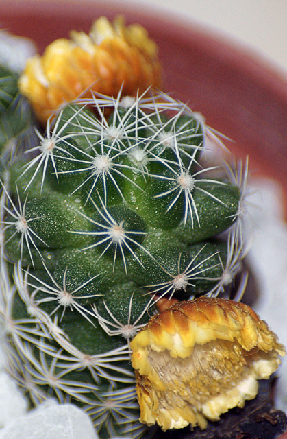 mini-cactus