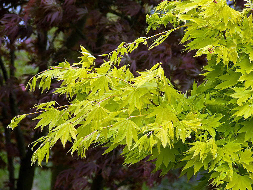 visdom trække sig tilbage Angreb Acer shirasawanum 'Jordan' | Esveld Aceretum, Boskoop | Flickr