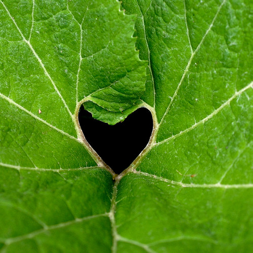 I found a heart today :) by Werner Schnell (1.stream)