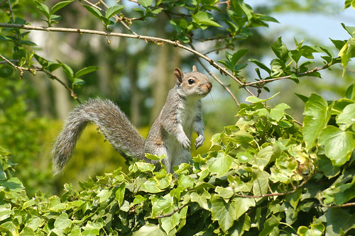 Squirrel
