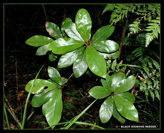 What is this ? Is it Litsea calicaris - Mangeao ??  - Waipoua Forest,Northland,New Zealand