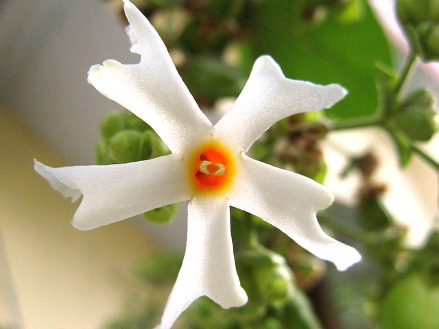Parijat Flower (Shiuli Phool)