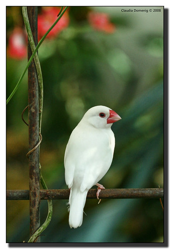 Little White Bird by Fraggle Red