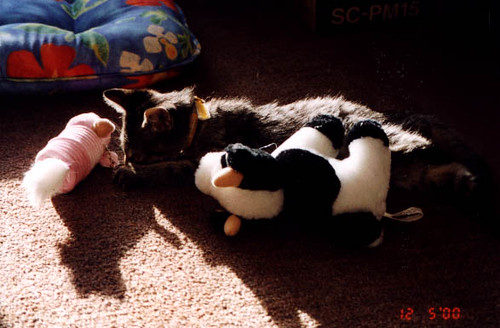 Tapi attack pig | by *~Princess Tapi~*