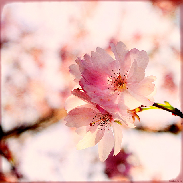 april blooms by xenonb.