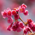 Cherry-blossoms, 