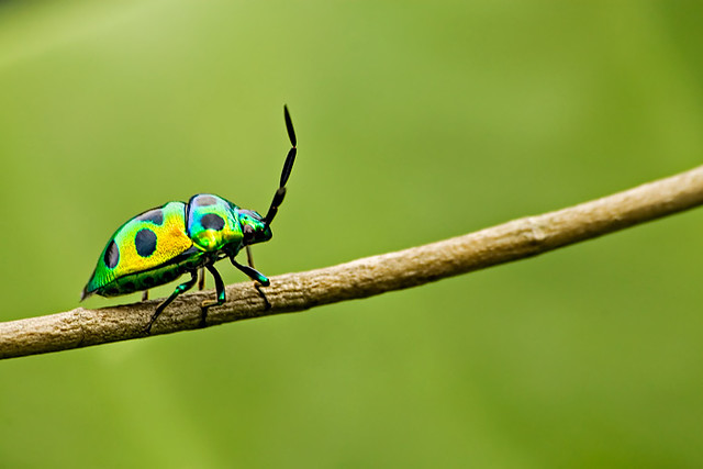 colorful_beetle