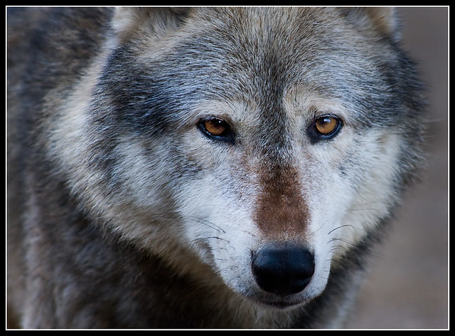 Wolf eyes! | Tracey Hill photography | Flickr