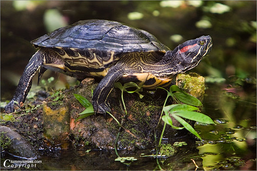 Red Eared Slider | © Copyright Tommy Simms All Rights Reserv… | Flickr