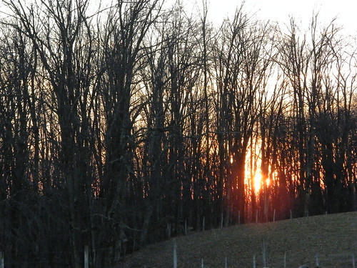 trees sunset