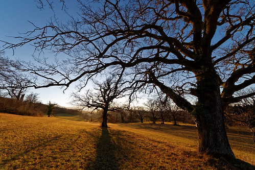 tree trees oaks forest switzerland wildenstein afternoon sun gold light hills