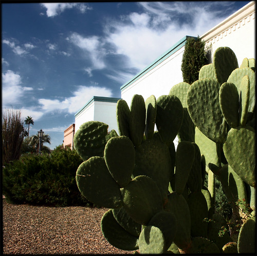 Palm Trees and Cactus with Pink Condo, Arizona, Scottsdale by Juli Kearns (Idyllopus)
