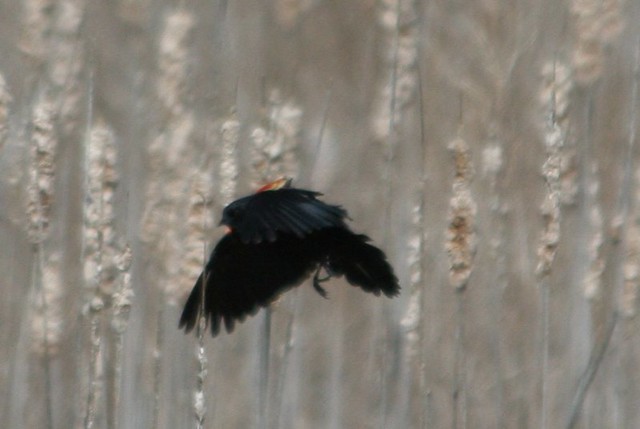 Red-wing blackbird...in flight!