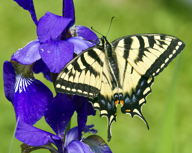 Eastern Swallowtail in the Iris Bed