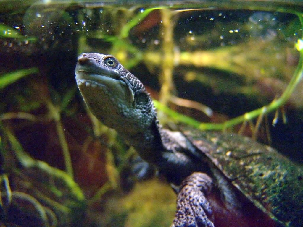 Glattrücken-Schlangenhalsschildkröte | Verwendet auf Terra N… | Flickr