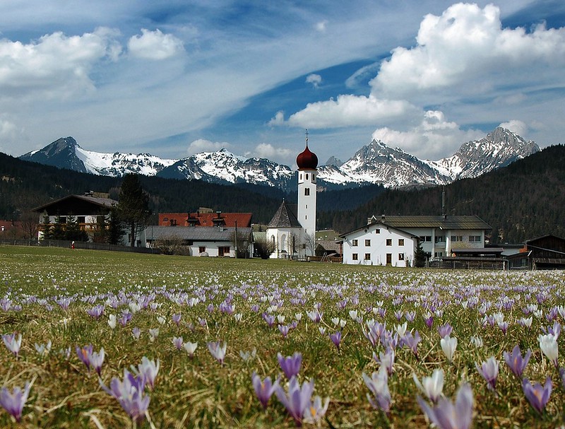 d0701093 | Krokusblüte (Crocus vernus subsp. albiflorus) bei Heiterwang. Im Hintergrund die Tannheimer Berge mit Gaichtspitze (1988 m), Hahnenkamm (1940 m), Gimpel (2176 m), Kellespitze (2241 m) und Gehrenspitze (2164 m). Karwendel / Tirol, 07.04.2007